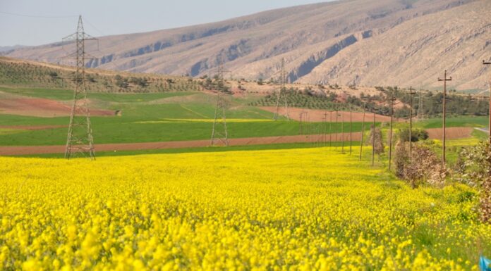 Iraq’s Vibrant Spring