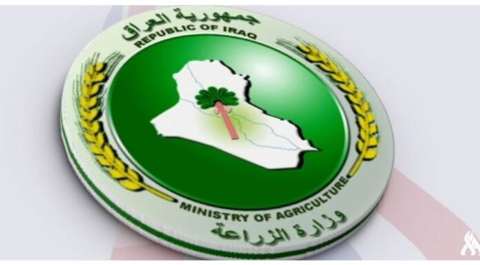 Iraq’s Ministry of Agriculture Launches Olive Seedling Distribution Program