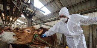 Livestock Farmers Face Losses as Foot-and-Mouth Disease Spreads