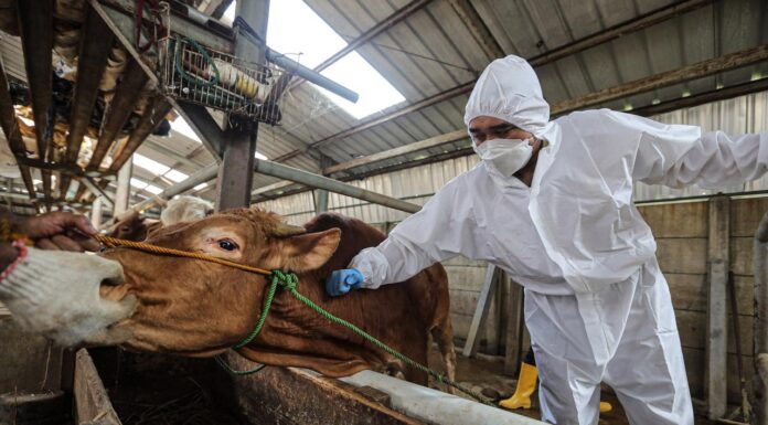 Livestock Farmers Face Losses as Foot-and-Mouth Disease Spreads