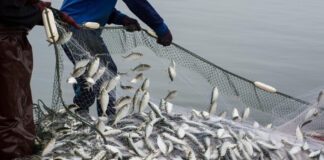 Protecting Fish Resources: Seasonal Fishing Ban and Conservation Efforts