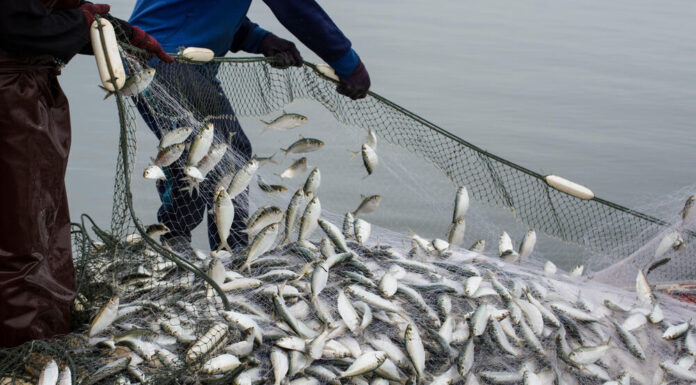 Protecting Fish Resources: Seasonal Fishing Ban and Conservation Efforts