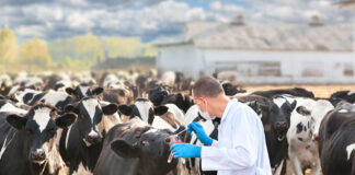 Ministry of Agriculture Confirms Effectiveness of Foot-and-Mouth Vaccines