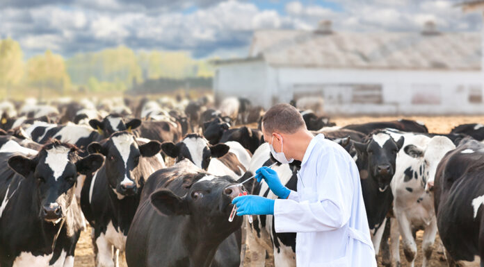 Ministry of Agriculture Confirms Effectiveness of Foot-and-Mouth Vaccines