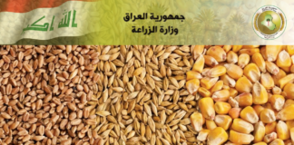 Recent Rainfall Boosts Wheat and Barley Crops Across Iraq