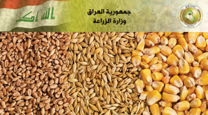 Recent Rainfall Boosts Wheat and Barley Crops Across Iraq