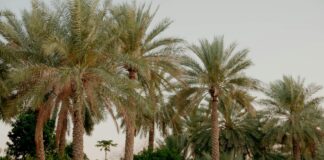 Iraq Leads in Palm Trees and Expands Date Exports