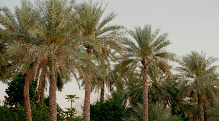 Iraq Leads in Palm Trees and Expands Date Exports