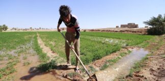 Iraq Plans Large-Scale Desert Land Reclamation to Boost Agriculture