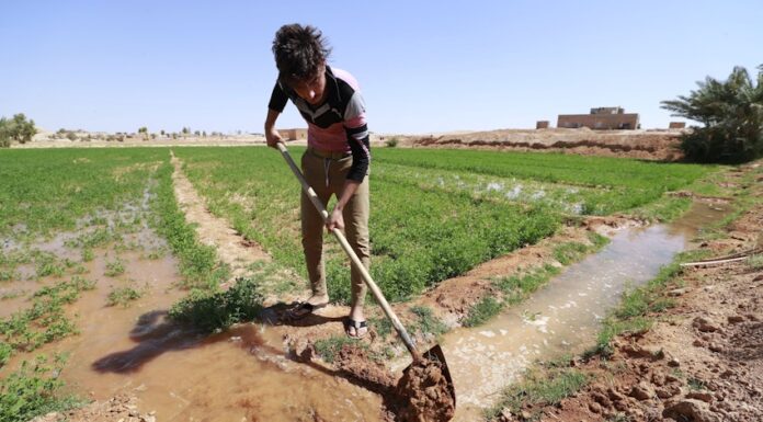 Iraq Plans Large-Scale Desert Land Reclamation to Boost Agriculture