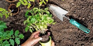 Planting Seeds of Hope: A Green Initiative to Empower Families