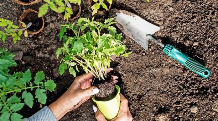 Planting Seeds of Hope: A Green Initiative to Empower Families