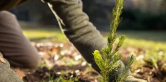 The Green Project Expands Tree Planting in Maysan