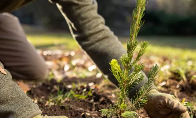 The Green Project Expands Tree Planting in Maysan
