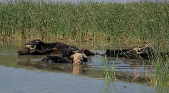 Building Climate Resilience in Southern Iraq