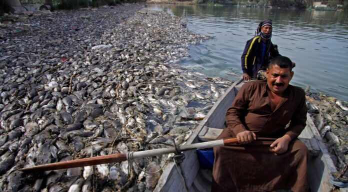 Iraq Battles Worsening Environmental Crisis