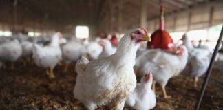 Local Meat and Chicken Output Needs Reform