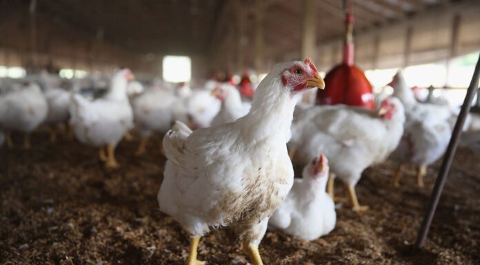 Local Meat and Chicken Output Needs Reform