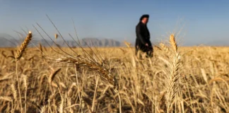 Iraq’s Wheat Output Drops Amid Ongoing Drought Crisis