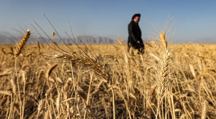 Iraq’s Wheat Output Drops Amid Ongoing Drought Crisis