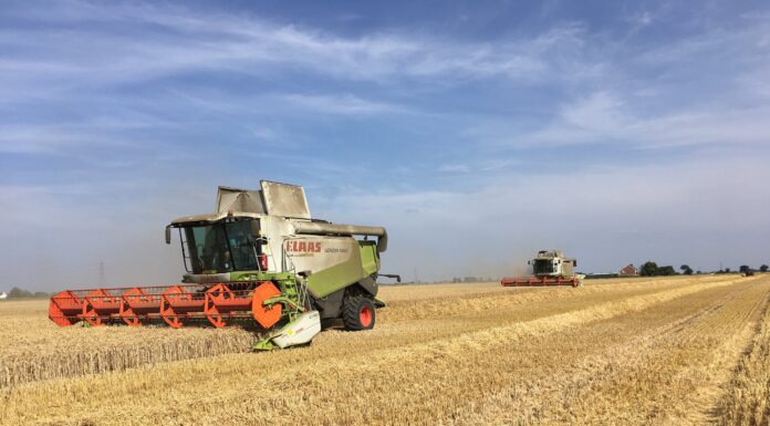 Iraq’s Wheat Self-Sufficiency Continues