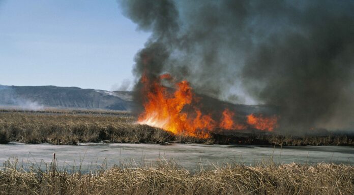 Massive Fires Devastate Hawizeh Marshes, Activists Demand Action