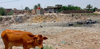 Iraq Restricts Animal Movement to Control Foot-and-Mouth Disease