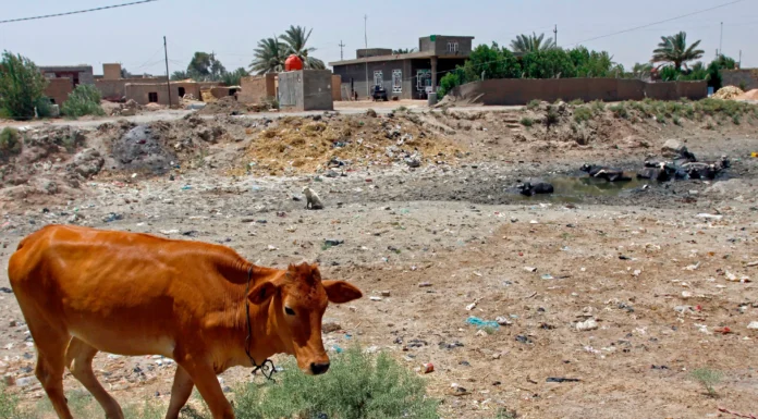 Iraq Restricts Animal Movement to Control Foot-and-Mouth Disease