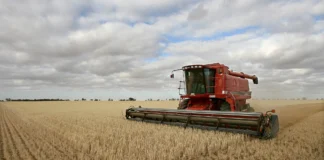 Iraq wheat reserves secure until 2027 despite climate pressure