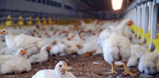 Duhok Quail Production Export Dominates Southern Iraq Market