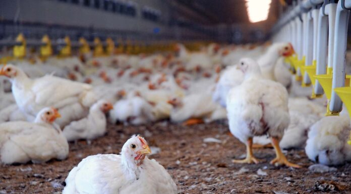 Duhok Quail Production Export Dominates Southern Iraq Market