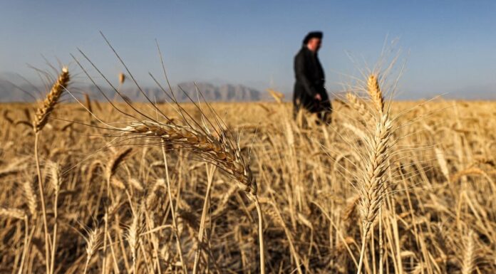 Iraq Boosts Agricultural Investment with 97 New Projects