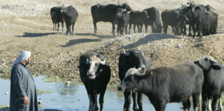 Iraq Launches Hemorrhagic Fever Campaign to Protect Public Health