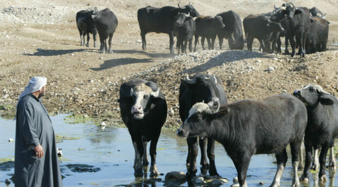 Iraq Launches Hemorrhagic Fever Campaign to Protect Public Health
