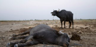 Buffalo crisis hits Iraq’s wetlands as drought empties marshes