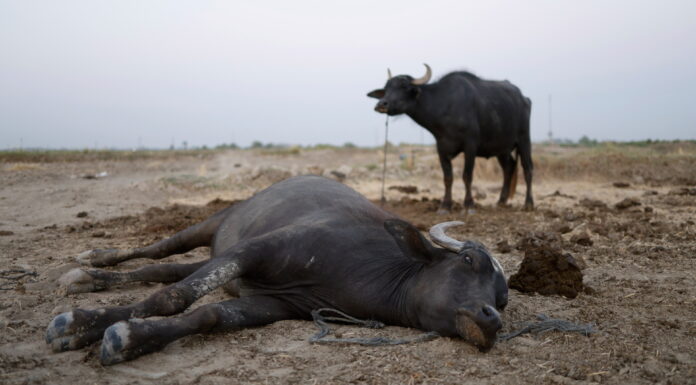 Buffalo crisis hits Iraq’s wetlands as drought empties marshes
