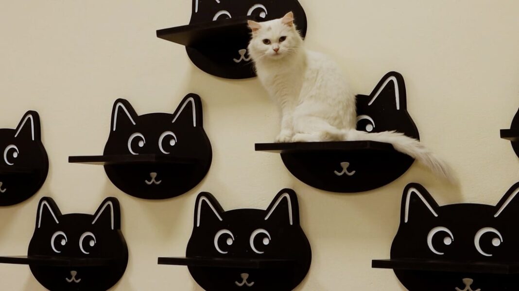 Cat Café in Baqubah Opens for Pet Lovers