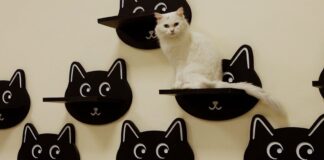 Cat Café in Baqubah Opens for Pet Lovers