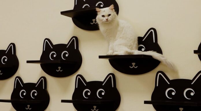 Cat Café in Baqubah Opens for Pet Lovers