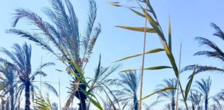 Basra Palm Tree Fire Destroys Orchard