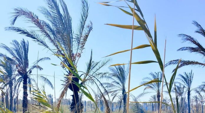 Basra Palm Tree Fire Destroys Orchard