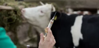 Iraq Faces Rising Hemorrhagic Fever Deaths in 2025