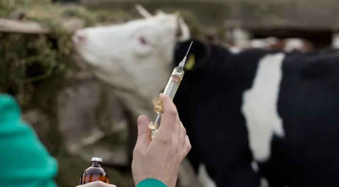 Iraq Faces Rising Hemorrhagic Fever Deaths in 2025