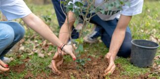 Baghdad Afforestation Campaign to Plant 300,000 Trees