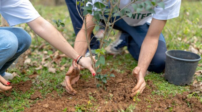 Baghdad Afforestation Campaign to Plant 300,000 Trees