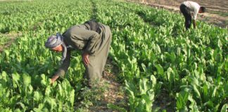 Iraq Food Supply Remains Stable as the Government Resumes Crop Imports