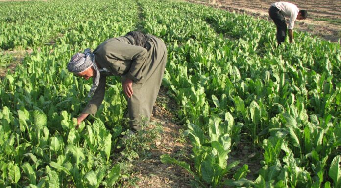 Iraq Food Supply Remains Stable as the Government Resumes Crop Imports