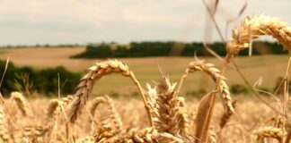 Iraq Cereals and Oils Trade: Iraq Ranks Second in Türkiye Exports