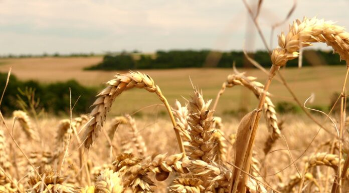 Iraq Cereals and Oils Trade: Iraq Ranks Second in Türkiye Exports