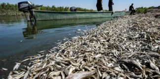 Iraq Water Pollution Disaster Destroys Fisheries Along Tigris River